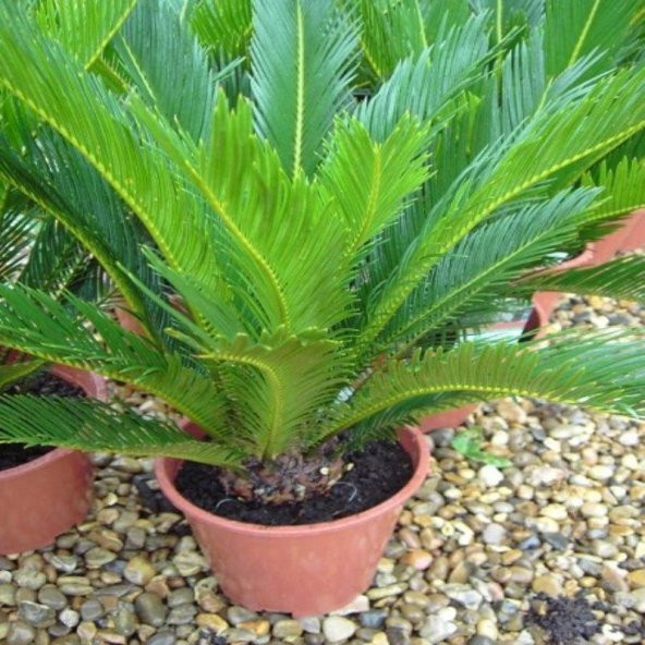 Cycas Ağacı Tohumu Sikas Ağacı Tohumu 3 Tohum +Hediye Tohum - 2