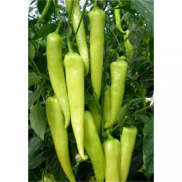 Acı Carliston Biber Tohumu Acı Biber Tohumu 25 Adet Tohum+Hediye - Resim 2