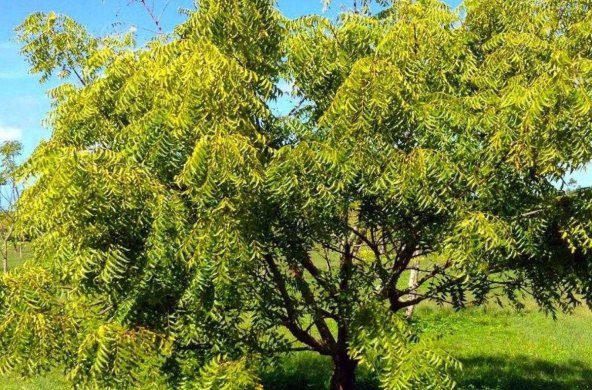 Tespih Ağacı Tohumu Mellia Azadarach Tohumu 15 Tohumu Hediye Tohu - 3