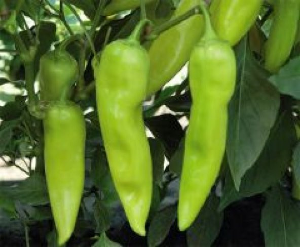 Acı Carliston Biber Tohumu Acı Biber Tohumu 25 Adet Tohum+Hediye - Resim 3