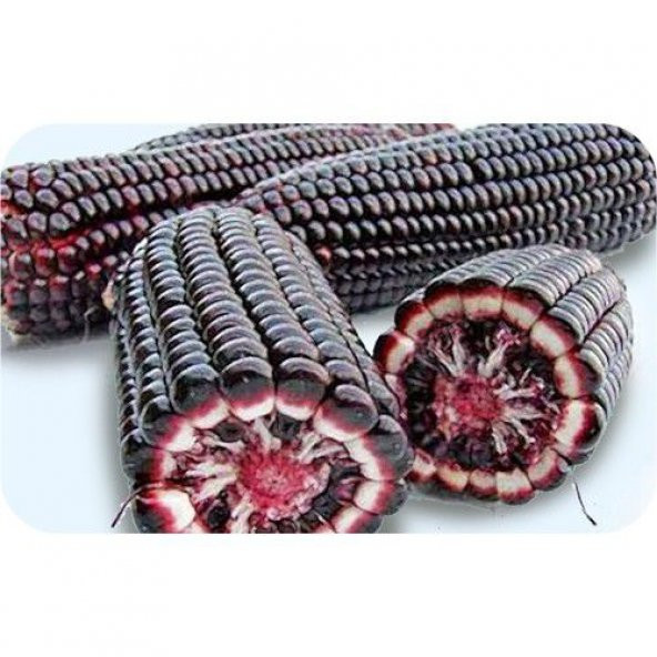 Mor Mısır Tohumu Bolivra Mısırı Tohumu 5 Tohum +Hediye Tohum - 2