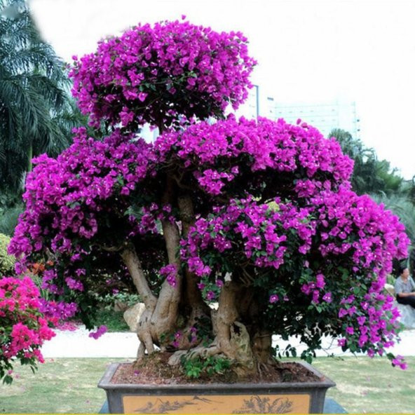 Bodur Bonsai Erguvan Ağacı Tohumu 100 Tohum +Hediye Tohum - 2