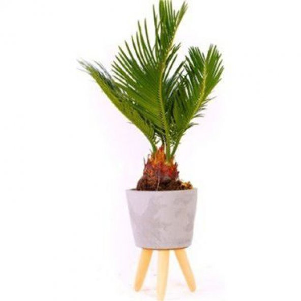 Bodur Bonsai Palmiye Ağacı Tohum 3 Tohum +Saksı+Toprak+Hediye Toh - Resim 2