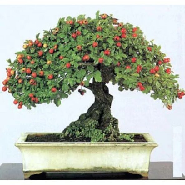 Bodur Bonsai Kırmızı Alıç Ağacı Tohumu 10 tohum +Saksı+Toprak+Hed