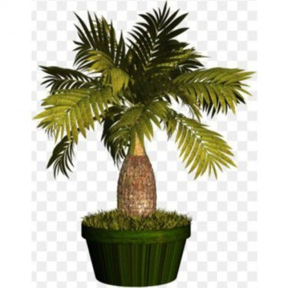 Bodur Bonsai Palmiye Ağacı Tohum 3 Tohum +Saksı+Toprak+Hediye Toh - Resim 3