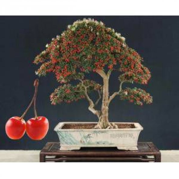 Bodur Bonsai Kiraz Ağacı Tohumu Tohumu 5 tohum +Saksı+Toprak+Hedi - Resim 2