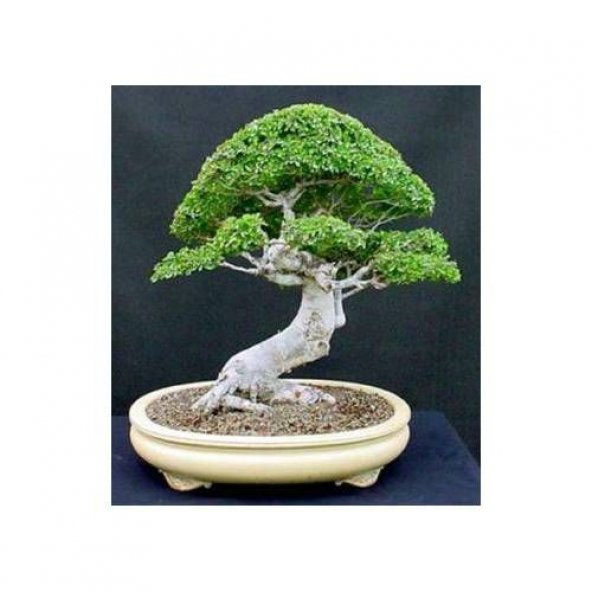 Bodur Bonsai Okaliptüs Ağacı Tohumu 5 tohum+Saksı+Toprak+Hediye T - 2