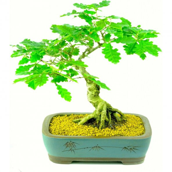 Bodur Bonsai Meşe Ağacı Tohumu Bonsai Tohumu 3 tohum +Hediye Tohu - 2