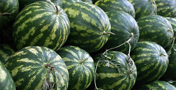 Süper Paket Meşhur Diyarbakır Karpuzu Tohumu 200 Tohum +Hediye To - Resim 4