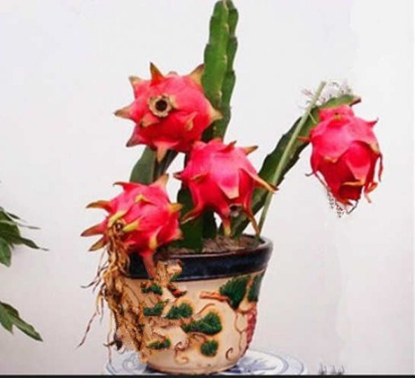 Bodur Pitaya Ağacı Tohumu Beyaz Pitaya Ağacı 10Tohum+Saksı+Toprak - Resim 2