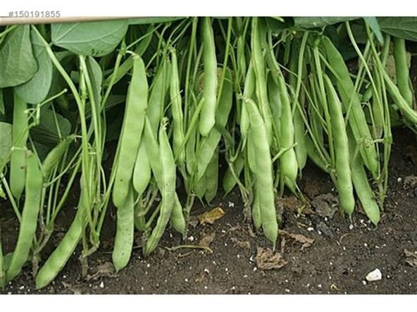 Magnum Fasülye Tohumu Fasülye Tohumu 20 Tohum + Hediye Tohum ürün görseli