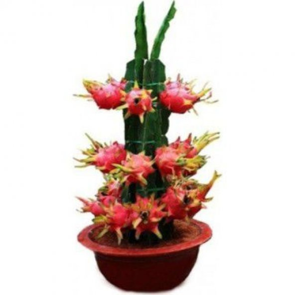 Bodur Pitaya Ağacı Tohumu Kırmızı Pitaya Ağacı+Saksı+Toprak - 3