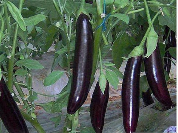 Kemer Patlıcan Tohumu 25 Adet Tohum+Süpriz Hediye Tohum - 2