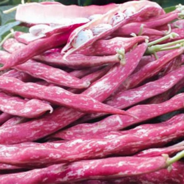 Eko Paket Fasulye Tohumu Tam 5 Çeşit Fasulye Tohumu +Hediye Tohum - 3
