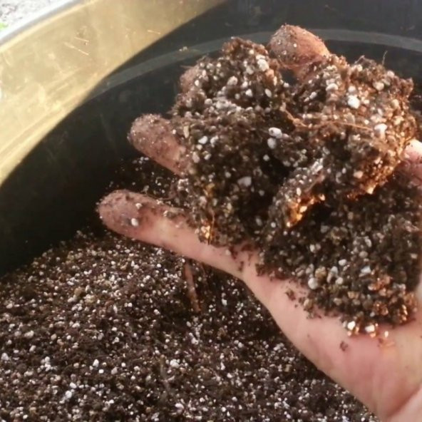 Bodur Bonsai İri Napolyon Kiraz Ağacı Tohumu 5 Tohum+Saksı+Toprak - 4