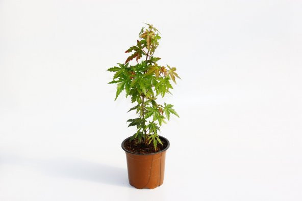 JAPON AKÇAAĞACI ACER PALMATUM 3 ADET - 1