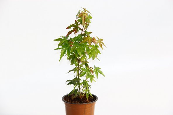 JAPON AKÇAAĞACI ACER PALMATUM 3 ADET - 2