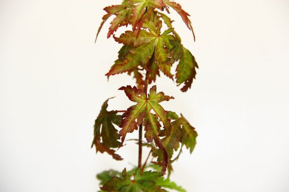 JAPON AKÇAAĞACI ACER PALMATUM 3 ADET - 3