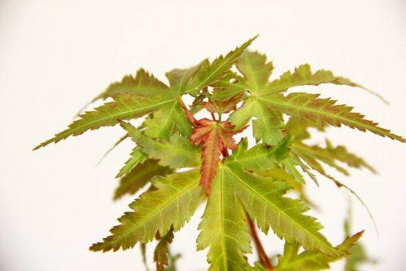 JAPON AKÇAAĞACI ACER PALMATUM 3 ADET - 6