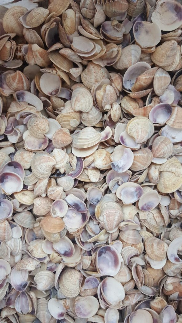 Küçük Deniz Kabuğu Süs Dekoratif Akvaryum Süsleme 100 Gr - 2