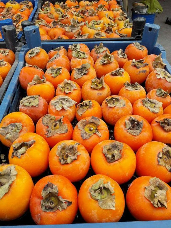 TRABZON HURMASI KURUSU 0,450 GRAM VAKUMLU - 2