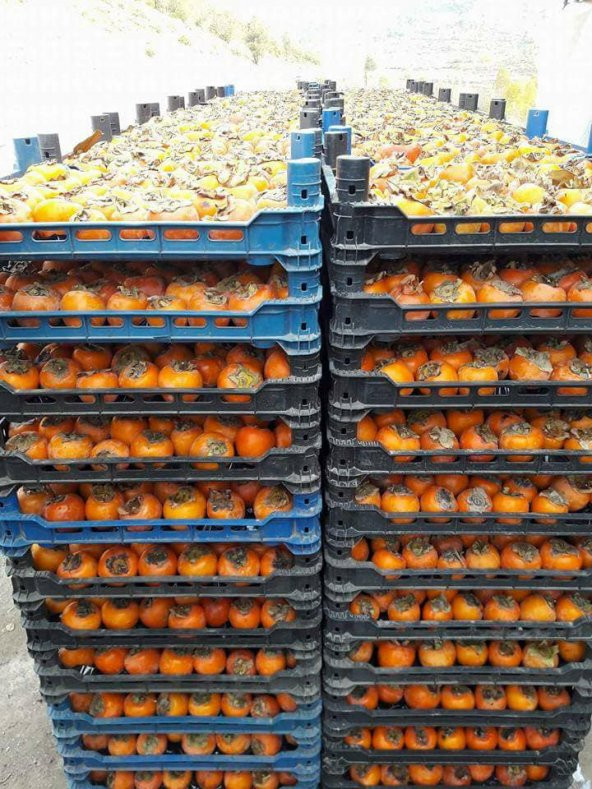 TRABZON HURMASI KURUSU 0,450 GRAM VAKUMLU - 3