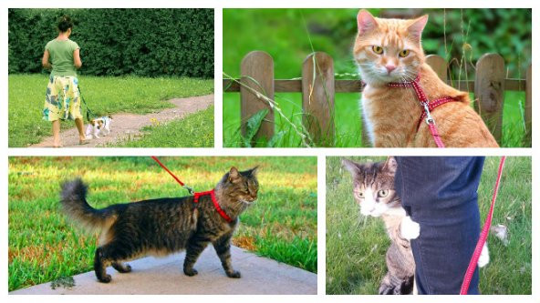 Ayarlanabilir Lüx Kedi Gezdirme Tasması 120 cm - 4