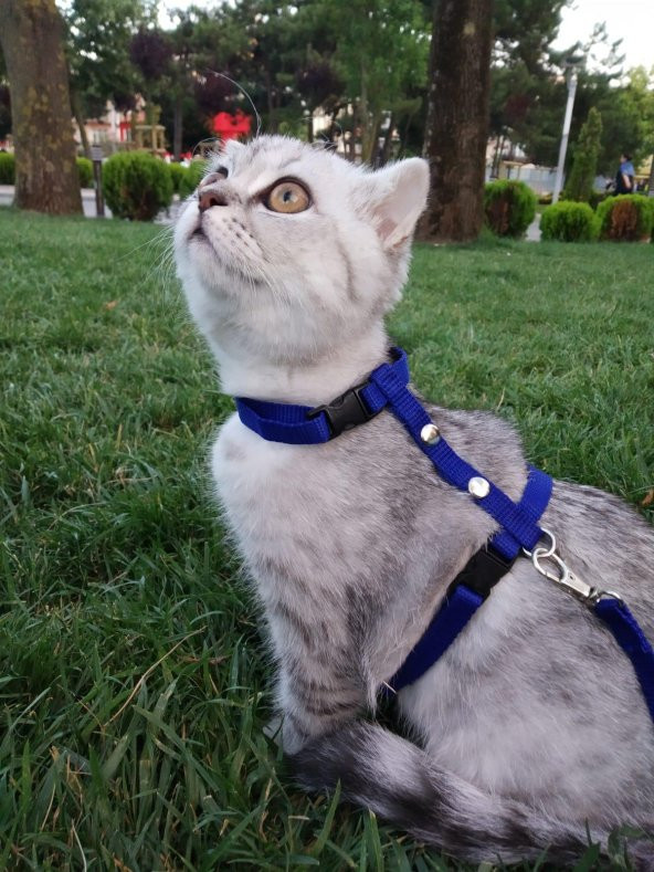 Ayarlanabilir Lüx Kedi Gezdirme Tasması 120 cm - 5