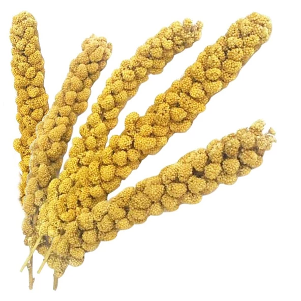 Fizzy Doğal Dal Darı - 2