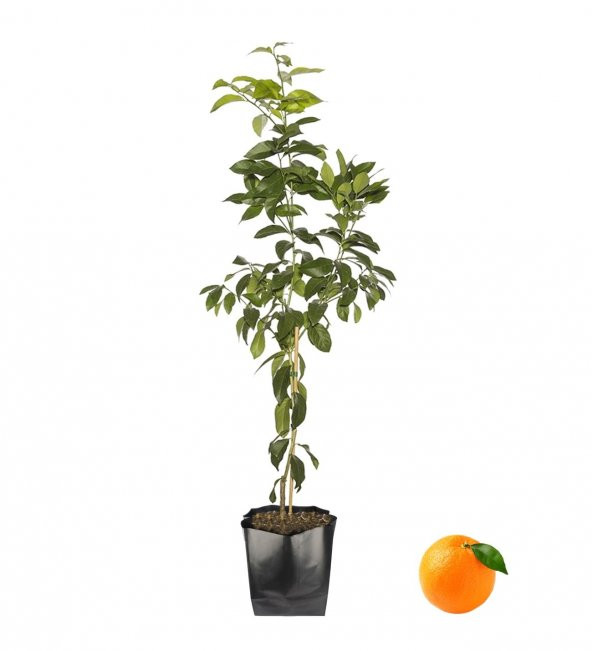 Portakal Fidanı  Yaklaşık 120 cm, 2 Yaşında