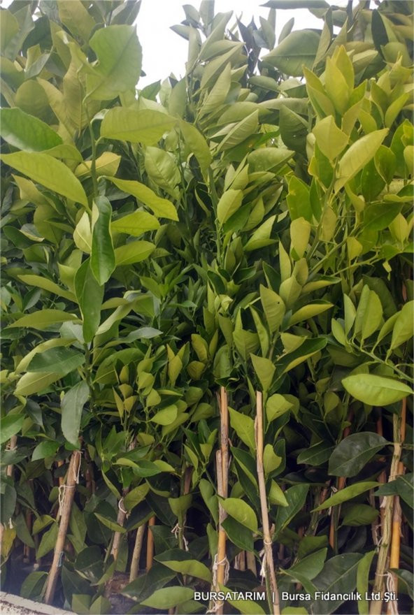 Portakal Fidanı  Yaklaşık 120 cm, 2 Yaşında - 2