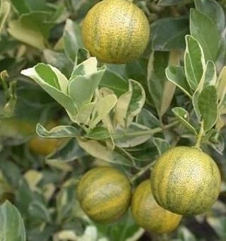 6 Yaş Aşılı Alacalı Calamondin Süs Mandalinası Fidanı, Saksıda - 2