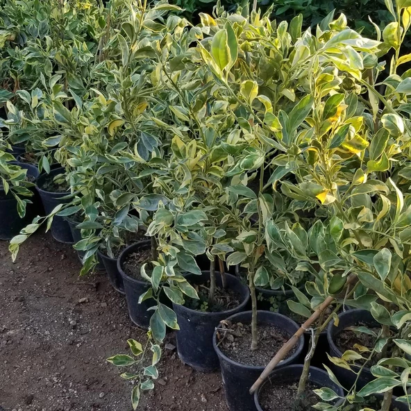 6 Yaş Aşılı Alacalı Calamondin Süs Mandalinası Fidanı, Saksıda - 3