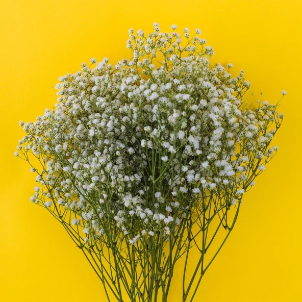 Beyaz Cipso Çiçeği Canlı Cipsofilya Buket Gelincik Çiçeği 1Demet