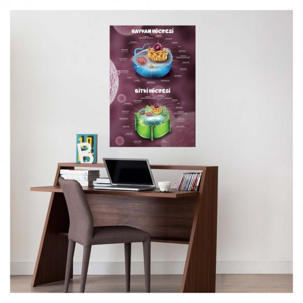 Hücrenin Yapısı 50x70 cm Duvar Sticker