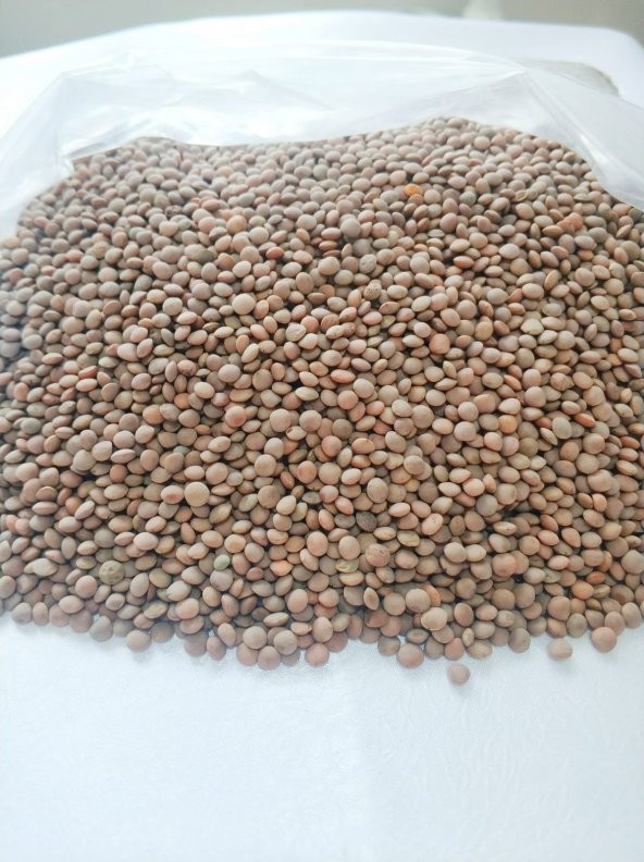 Malatya Organik Köy Mercimek 1000G - 2