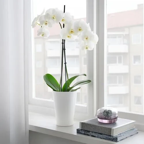 IKEA Papaja 12x19 cm Dekoratif Saksı Beyaz Toprak Kap - 3