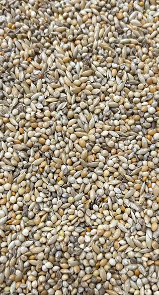 Budgies B1 Karışık Muhabbet Yemi 20 Kg - 2