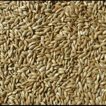 Bırt Sade Kanarya 20 Kg - Resim 2