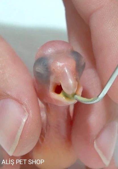 PSİTTACUS GRANIVOROUS CROP MILK 500 gr - 2