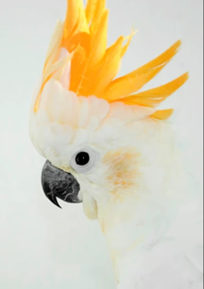 PAPAĞAN YETİŞTİRİCİSİ 15 Kg - 3