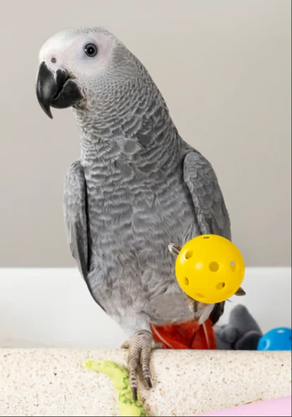 PAPAĞAN YETİŞTİRİCİSİ 1 Kg - 3