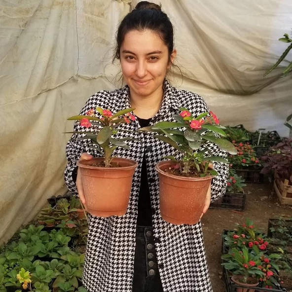 Büyük Boy KIRMIZI Euphorbia Milli / Dikenler Tacı, Saksıda - 3