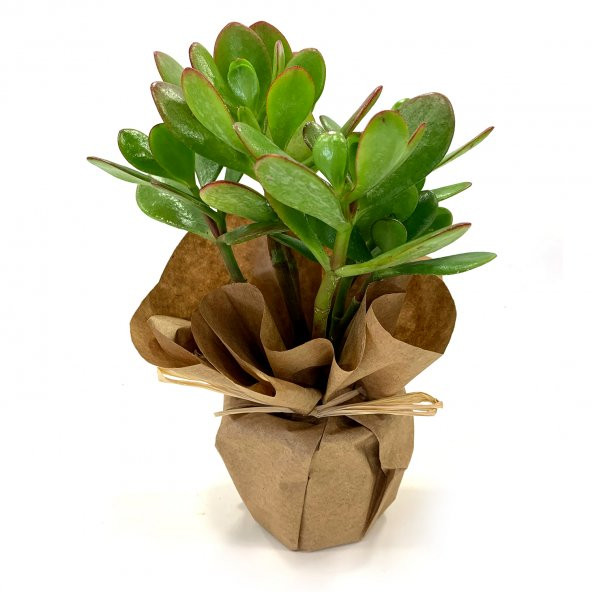 Crassula Ovata Para Çiçeği Sukulent 25 Cm