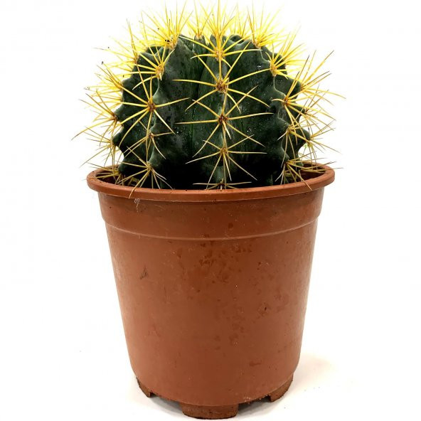 Acanthocalycium Dev Kaktüs 17 Cm - 2