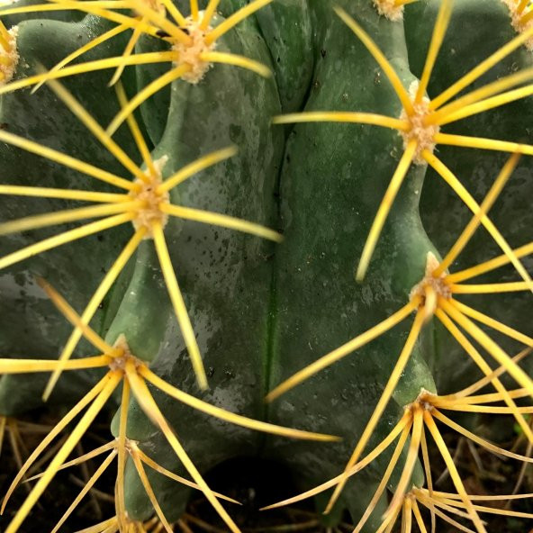 Acanthocalycium Dev Kaktüs 17 Cm - 3