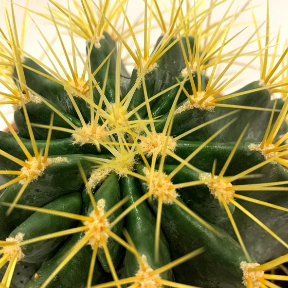 Acanthocalycium Dev Kaktüs 17 Cm - 4