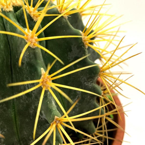 Acanthocalycium Dev Kaktüs 17 Cm - 5