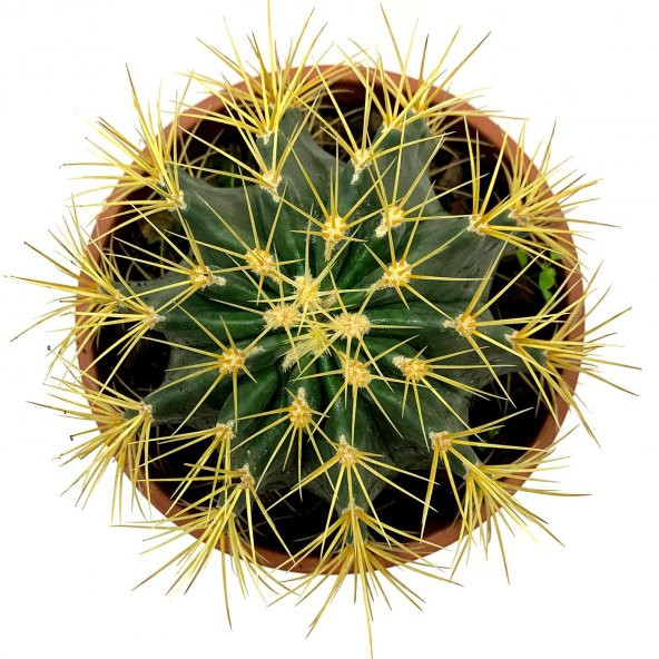 Acanthocalycium Dev Kaktüs 17 Cm - 6