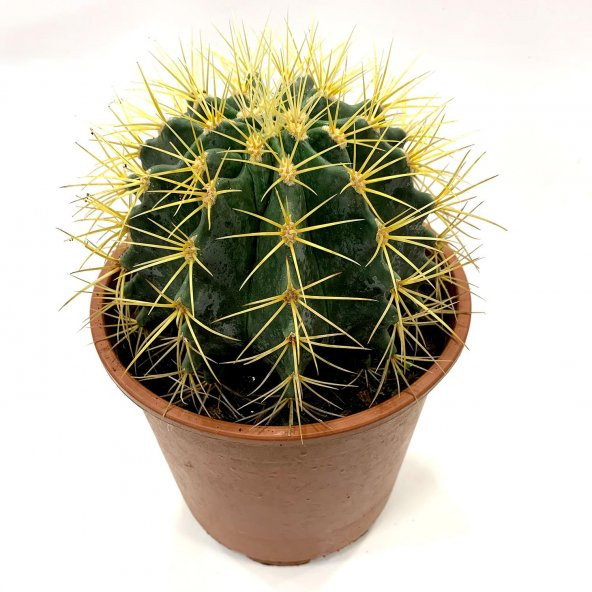 Acanthocalycium Dev Kaktüs 17 Cm - 7